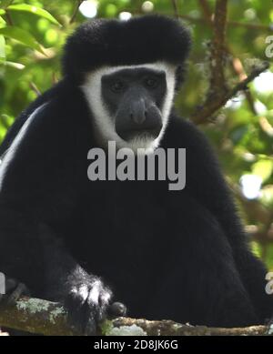 Un singe colobus noir et blanc, le couchant guereza (Colobus guereza), se détend sur les branches d'arbres à digérer son repas de feuilles. Parc National d'Arusha. Banque D'Images