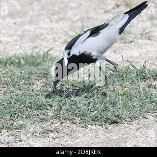 Un forgeron de lapwing ou de forgeron de pluvier (Vanellus armatus) recherche des pieds-de-pied sur une petite parcelle de verdure dans la poussière sèche. Sinya gestion de la faune A Banque D'Images