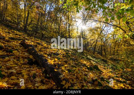 Hardegg: Parc national de Thayatal, pente avec érables debout en biais, couleurs des feuilles d'automne, vallée de la rivière Thaya, Weinviertel, Niederösterreich, Basse-au Banque D'Images