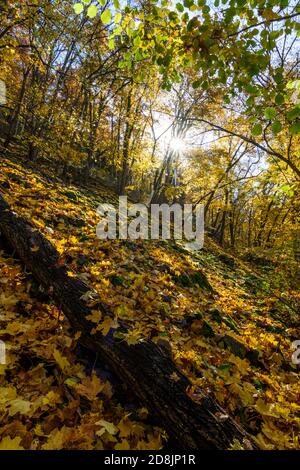 Hardegg: Parc national de Thayatal, pente avec érables debout en biais, couleurs des feuilles d'automne, vallée de la rivière Thaya, Weinviertel, Niederösterreich, Basse-au Banque D'Images