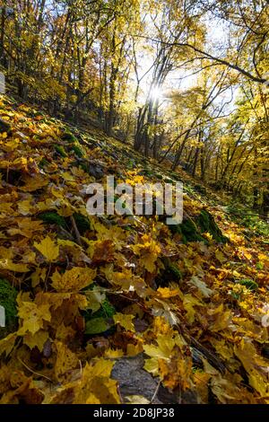 Hardegg: Parc national de Thayatal, pente avec érables debout en biais, couleurs des feuilles d'automne, vallée de la rivière Thaya, Weinviertel, Niederösterreich, Basse-au Banque D'Images