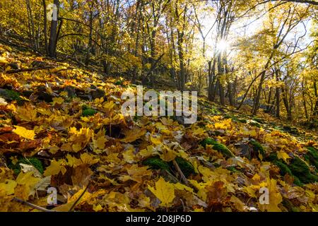 Hardegg: Parc national de Thayatal, pente avec érables debout en biais, couleurs des feuilles d'automne, vallée de la rivière Thaya, Weinviertel, Niederösterreich, Basse-au Banque D'Images