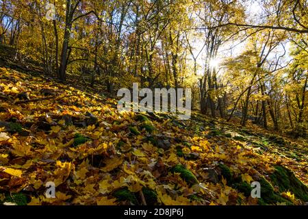 Hardegg: Parc national de Thayatal, pente avec érables debout en biais, couleurs des feuilles d'automne, vallée de la rivière Thaya, Weinviertel, Niederösterreich, Basse-au Banque D'Images