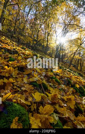 Hardegg: Parc national de Thayatal, pente avec érables debout en biais, couleurs des feuilles d'automne, vallée de la rivière Thaya, Weinviertel, Niederösterreich, Basse-au Banque D'Images