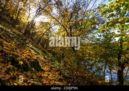 Hardegg: Parc national de Thayatal, pente avec érables debout en biais, couleurs des feuilles d'automne, vallée de la rivière Thaya, Weinviertel, Niederösterreich, Basse-au Banque D'Images