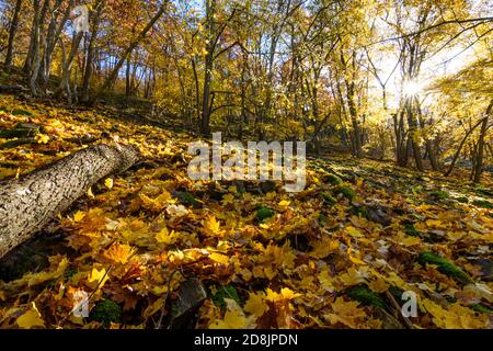 Hardegg: Parc national de Thayatal, pente avec érables debout en biais, couleurs des feuilles d'automne, vallée de la rivière Thaya, Weinviertel, Niederösterreich, Basse-au Banque D'Images