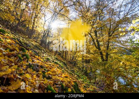 Hardegg: Parc national de Thayatal, pente avec érables debout en biais, couleurs des feuilles d'automne, vallée de la rivière Thaya, feuilles en chute, Weinviertel, Niederösterr Banque D'Images