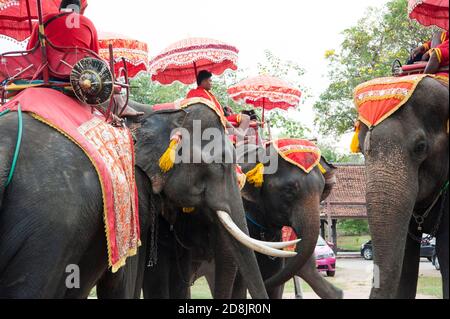 Les éléphants qui attendent les touristes à Elephant Palace, Ayutthaya et Royal Kraal offrent des promenades à dos d'éléphant aux touristes à Ayutthaya, Thaïlande Banque D'Images