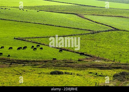 Vue aérienne des champs avec clôture en zigzag et des vaches Îles Orcades Banque D'Images