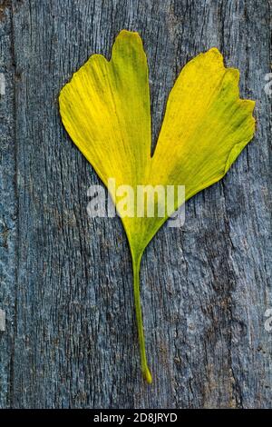 Feuille de ginkgo sur bois Banque D'Images