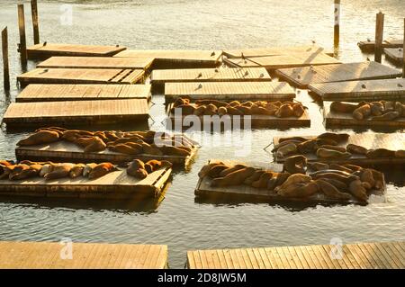 Les lions de mer de Californie bronchent sur l'embarcadère 39 lors d'un après-midi ensoleillé, San Francisco, Californie Banque D'Images