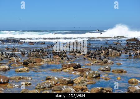 Colonie de Cormorant sur une plage rocheuse au Cap de bonne espérance, Afrique du Sud Banque D'Images