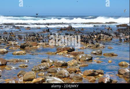 Colonie de Cormorant sur une plage rocheuse au Cap de bonne espérance, Afrique du Sud Banque D'Images