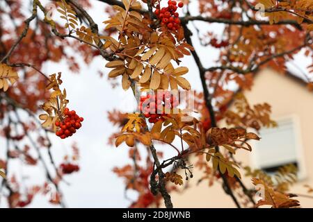 Gros plan des baies de rowan rouges sur les branches de l'arbre de rowan. Banque D'Images