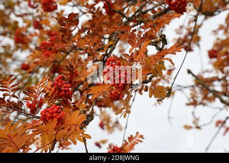Gros plan des baies de rowan rouges sur les branches de l'arbre de rowan. Banque D'Images