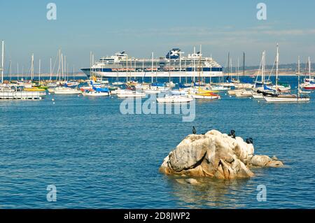 Petits voiliers et grands Croisières Celebrity ancré dans le port de Monterey, Californie. Les oiseaux cormorans se reposant sur la roche en premier plan. Banque D'Images