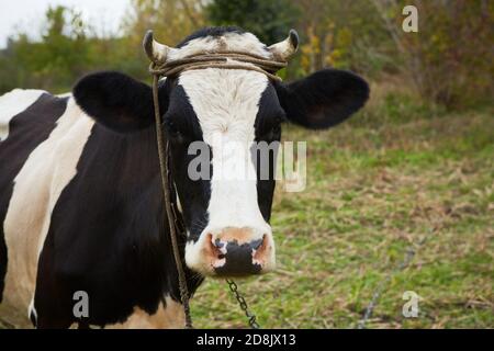 Une curieuse vache laitière se tient dans son pâturage. Vache laitière. Une curieuse vache laitière. Banque D'Images