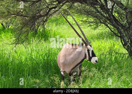 Broutage de gemsbok ou d'antilope d'Orix, Afrique du Sud, réserve de gibier près de Bela Bela dans la province de Limpopo Banque D'Images