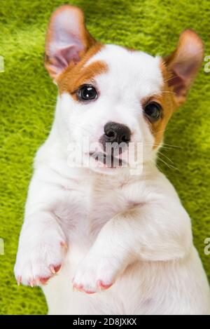 Chien espiègle Jack russell terrier allongé sur du vert Banque D'Images