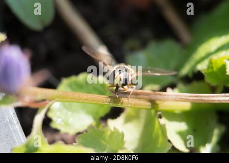 Flower Fly ou Hoverfly, Eupeodes luniger, femelle reposant sur le feuillage vert vue rapprochée de la face avec les ailes étalées sur un fond de feuilles vertes Banque D'Images