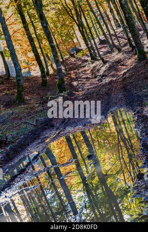 En automne, les hêtres se reflètent dans une flaque d'eau. Banque D'Images