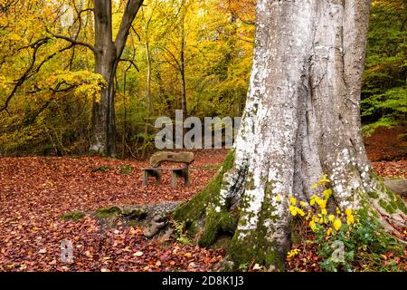 Arbres à l'automne, parc national de loggerheads, au nord du pays de Galles Banque D'Images