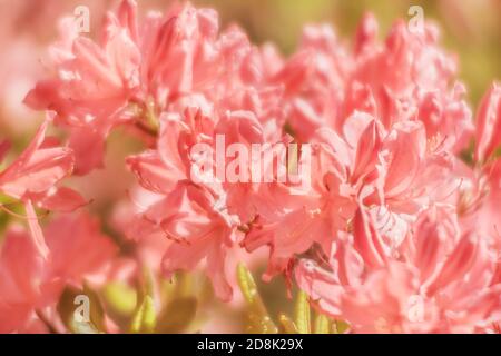 Rhododendron plante en fleur avec des fleurs de différentes couleurs. Azalea buissons dans le parc avec différentes couleurs de fleurs. Plantes de Rhododendron en fleur Banque D'Images