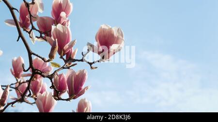 Concept d'arrière-plan naturel. Branche de magnolia rose. Fleur de magnolia. Blossom magnolia branche sur fond de nature. Le Magnolia fleurit au printemps Banque D'Images