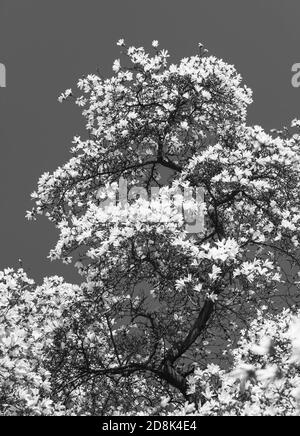 Printemps. Magnolia fleuri avec fleurs blanches. Image en noir et blanc Banque D'Images