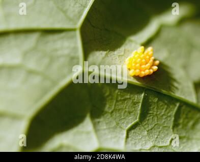 oeufs de papillon blanc de chou sur une feuille à veined verte Banque D'Images