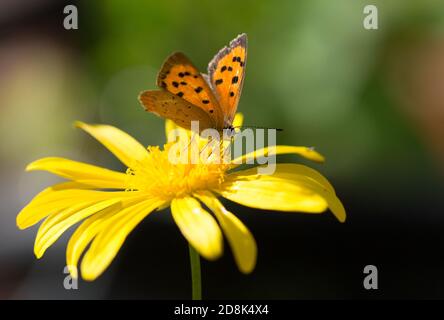 Petit butyle de cuivre (Lycaena phlaeas) avec ailes allongées reposant sur une marguerite jaune fleurie contre un fond vert flou naturel Banque D'Images