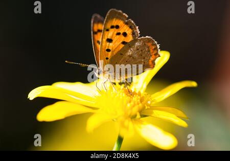 Petit butyle de cuivre (Lycaena phlaeas) repose sur une fleur de pâquerette jaune Banque D'Images