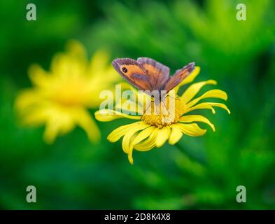 Meadow Brown Butterfly perchée sur une fleur jaune de Dasiy avec un fond naturel de jardin vert flou Banque D'Images