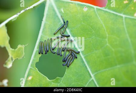 Papillon blanc de chou (Pieris rapae ) chenilles sur une feuille verinée partiellement mangée Banque D'Images