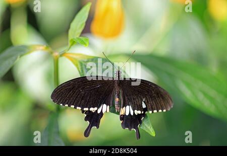 Magnifique papillon de queue de Swallow avec ailes allongées reposant sur un feuille vert vif Banque D'Images