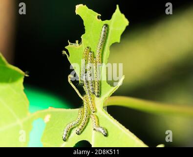 Gros plan d'un groupe de chenilles de papillon de chou blanc (Pieris rapae et Pieris brassicae) tous regroupés sur une feuille verte éclatante Banque D'Images