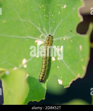 Gros plan d'une chenille de chou blanc sur un vif feuille de nasturtium verte Banque D'Images