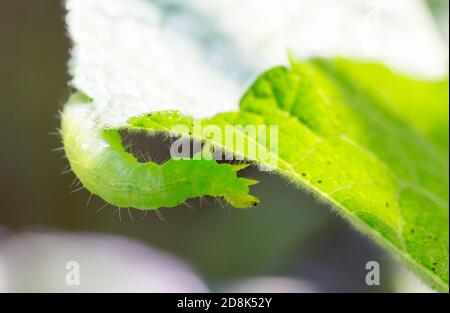 Chou Looper Caterpillarsr grimpant le long d'une feuille verte Banque D'Images