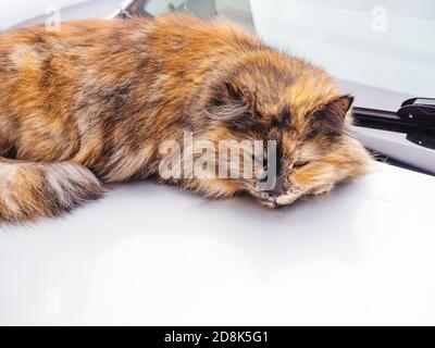 Un chat de rue doux et varié se trouve sur la capuche de une voiture Banque D'Images