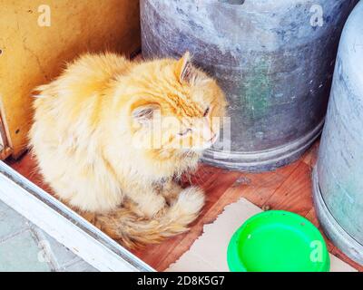 Le chat doux rouge sans abri est placé dans une boîte près d'un vider le bol vert Banque D'Images