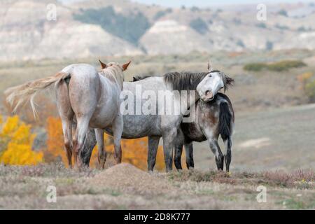 Feral Horses (Equus caballus),interagissant, Theodore Roosevelt NP, Dakota du Nord, États-Unis, par Dominique Braud/Dembinsky photo Assoc Banque D'Images