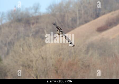 Immature aigle à tête blanche d'Amérique survolant des falaises le long du fleuve Mississippi, MN, États-Unis, par Dominique Braud/Dembinsky photo Assoc Banque D'Images