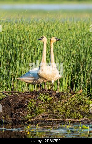 Paire de cygnes trompettiste nicheurs (Cygnus buccinator) debout sur le pavillon du castor, dans le Midwest des États-Unis, par Dominique Braud/Dembinsky photo Assoc Banque D'Images