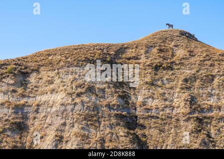 Feral Horse on Ridge (Equus caballus), parc national Theodore Roosevelt, Dakota du Nord, États-Unis, par Dominique Braud/Dembinsky photo Assoc Banque D'Images