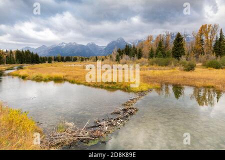 La chaîne de Teton depuis le débarquement de Schwabacher, barrage de castor, Grand Teton NP, WY, USA, par Dominique Braud/Dembinsky photo Assoc Banque D'Images