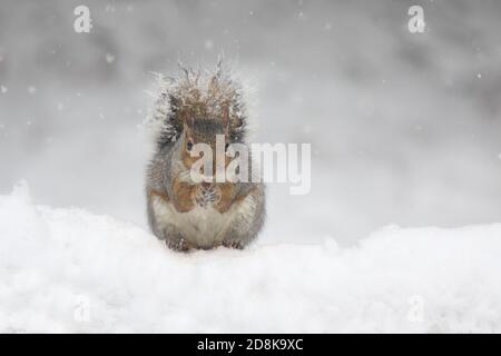 Écureuil gris de l'est Sciurus carolinensis trouver de la nourriture en hiver tempête de neige Banque D'Images