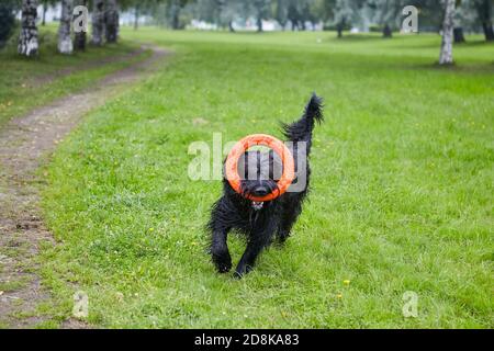 Black briard joue avec le jouet et fait des exercices actifs dans le parc en été. Banque D'Images