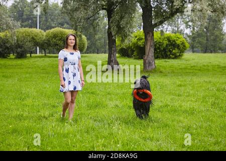 Le briard noir joue avec le jouet tout en marche avec la propriétaire féminine. Banque D'Images