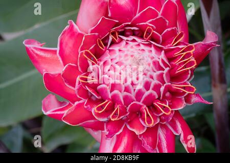 Etlingera elatior, connu sous le nom de gingembre de torche, fleur de gingembre, lis de gingembre rouge, lis de torche, gingembre sauvage, combrang, bunga kantan et fleur de cire philippine Banque D'Images