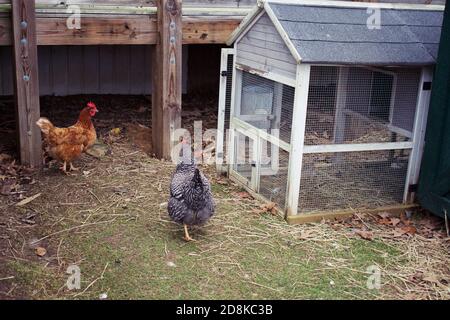 Jardin de la cour arrière, poules de l'aire libre pastées sur une petite parcelle de terrain. Banque D'Images
